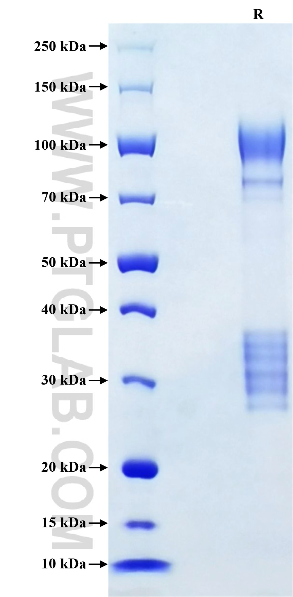 Purity of Recombinant Human WWTR1 was determined by SDS-PAGE. The protein was resolved in an SDS-PAGE in reducing (R) conditions and stained using Coomassie blue.
