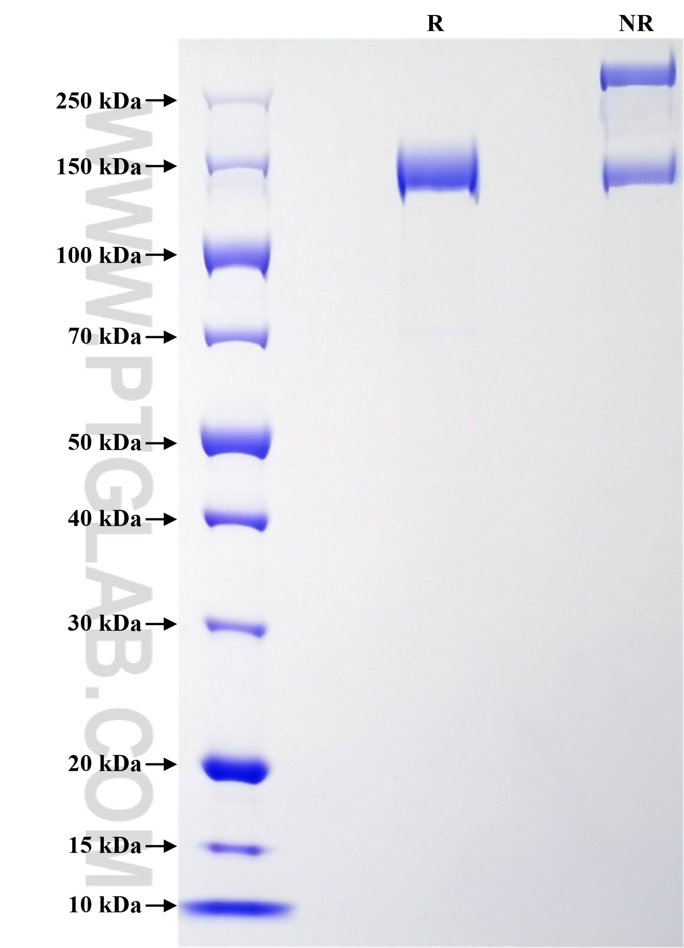 Purity of Recombinant Human CNTN1 was determined by SDS-PAGE. The protein was resolved in an SDS-PAGE in reducing (R) and non-reducing (NR) conditions and stained using Coomassie blue.