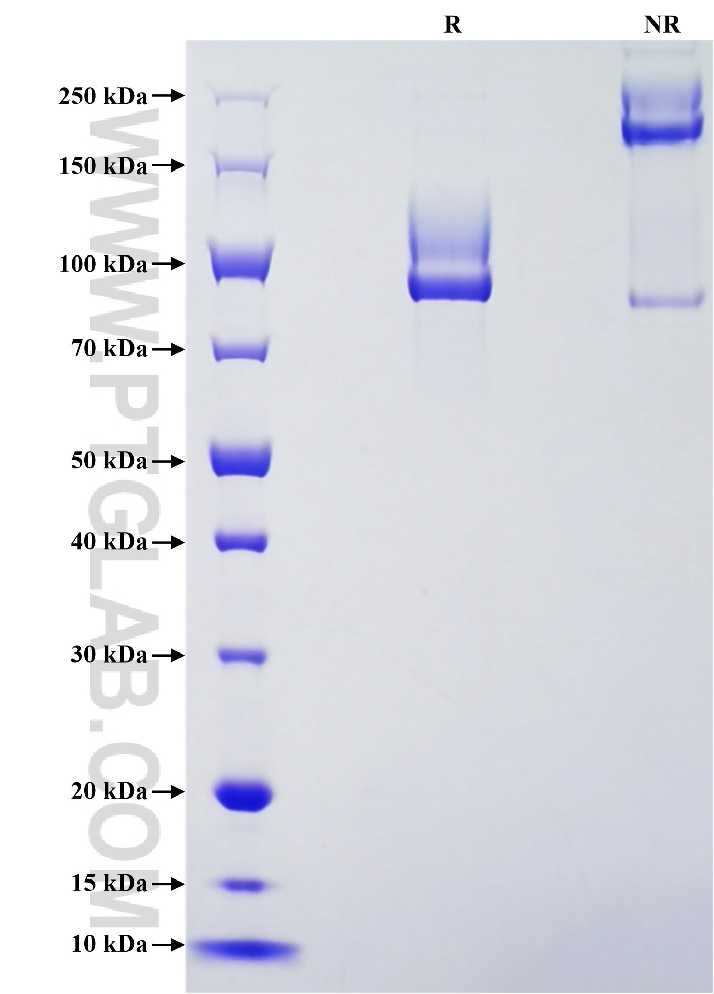 Purity of Recombinant Human MUC13 was determined by SDS-PAGE. The protein was resolved in an SDS-PAGE in reducing (R) and non-reducing (NR) conditions and stained using Coomassie blue.