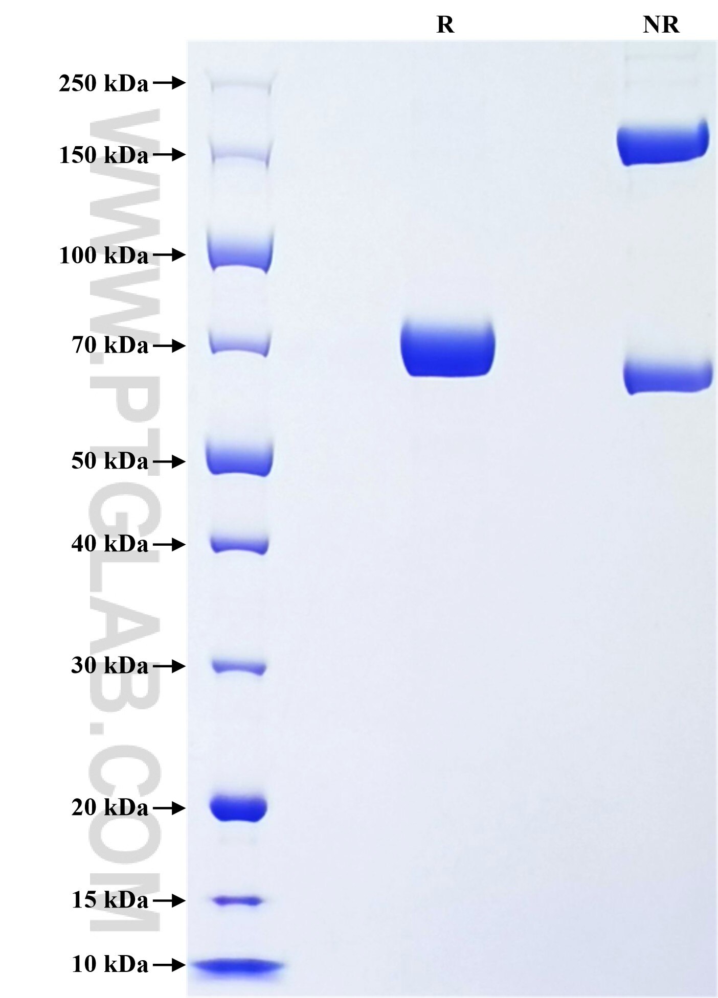 Purity of Recombinant Human POFUT1 was determined by SDS-PAGE. The protein was resolved in an SDS-PAGE in reducing (R) and non-reducing (NR) conditions and stained using Coomassie blue.
