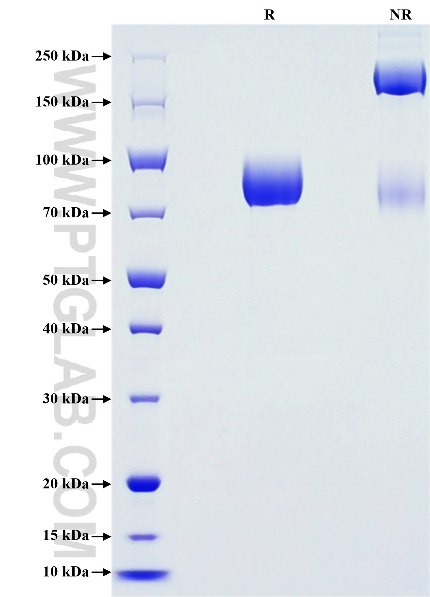 Purity of Recombinant Mouse PTPRZ was determined by SDS-PAGE. The protein was resolved in an SDS-PAGE in reducing (R) and non-reducing (NR) conditions and stained using Coomassie blue.