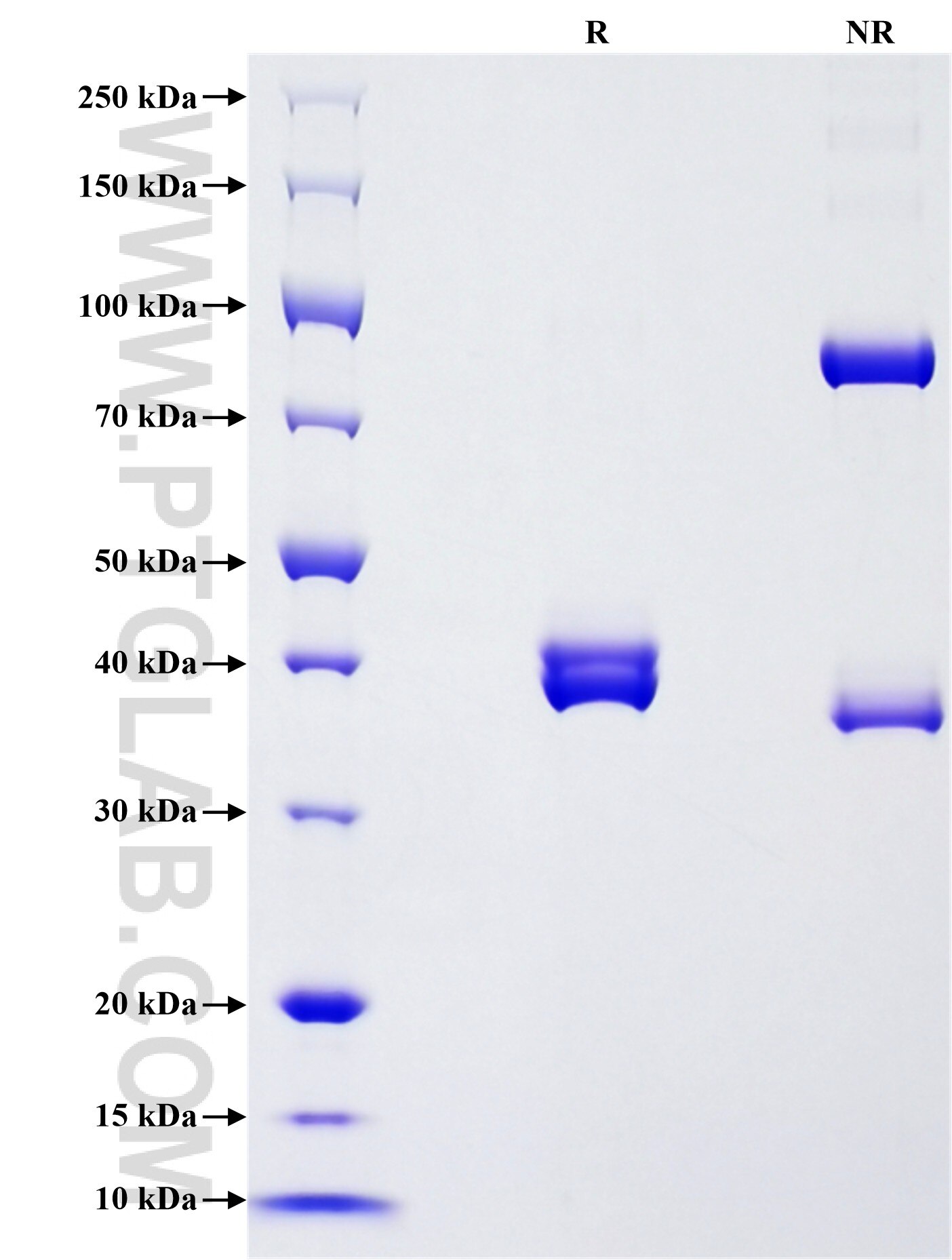 Purity of Recombinant Mouse FABP1 was determined by SDS-PAGE. The protein was resolved in an SDS-PAGE in reducing (R) and non-reducing (NR) conditions and stained using Coomassie blue.