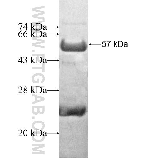 PAGE1 fusion protein Ag13037 SDS-PAGE
