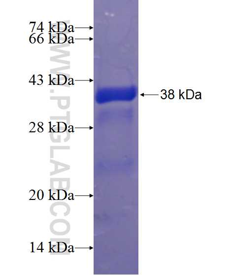 PAGE2 fusion protein Ag2566 SDS-PAGE