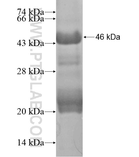 PAGE3 fusion protein Ag20171 SDS-PAGE