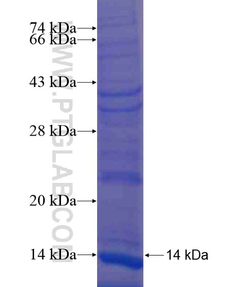PAGE3 fusion protein Ag20216 SDS-PAGE