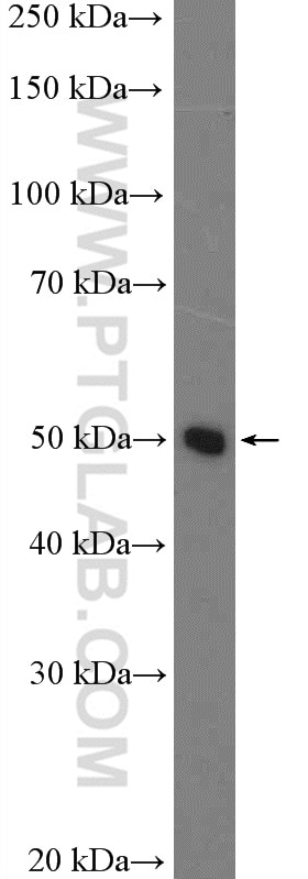 Western Blot (WB) analysis of HepG2 cells using PAH Polyclonal antibody (16347-1-AP)