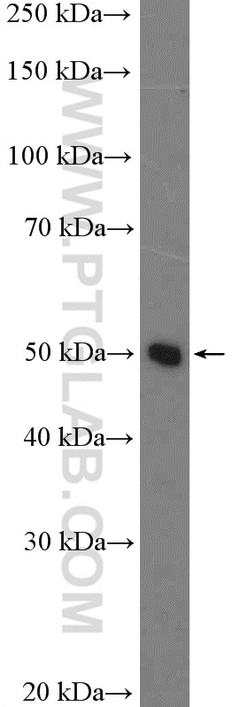 Western Blot (WB) analysis of HepG2 cells using PAH Polyclonal antibody (16347-1-AP)