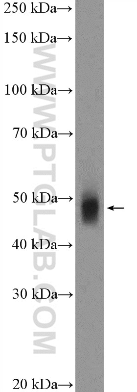 Western Blot (WB) analysis of mouse kidney tissue using PAH Polyclonal antibody (16347-1-AP)