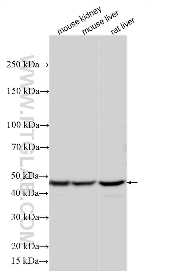 Western Blot (WB) analysis of various lysates using PAH Polyclonal antibody (16347-1-AP)