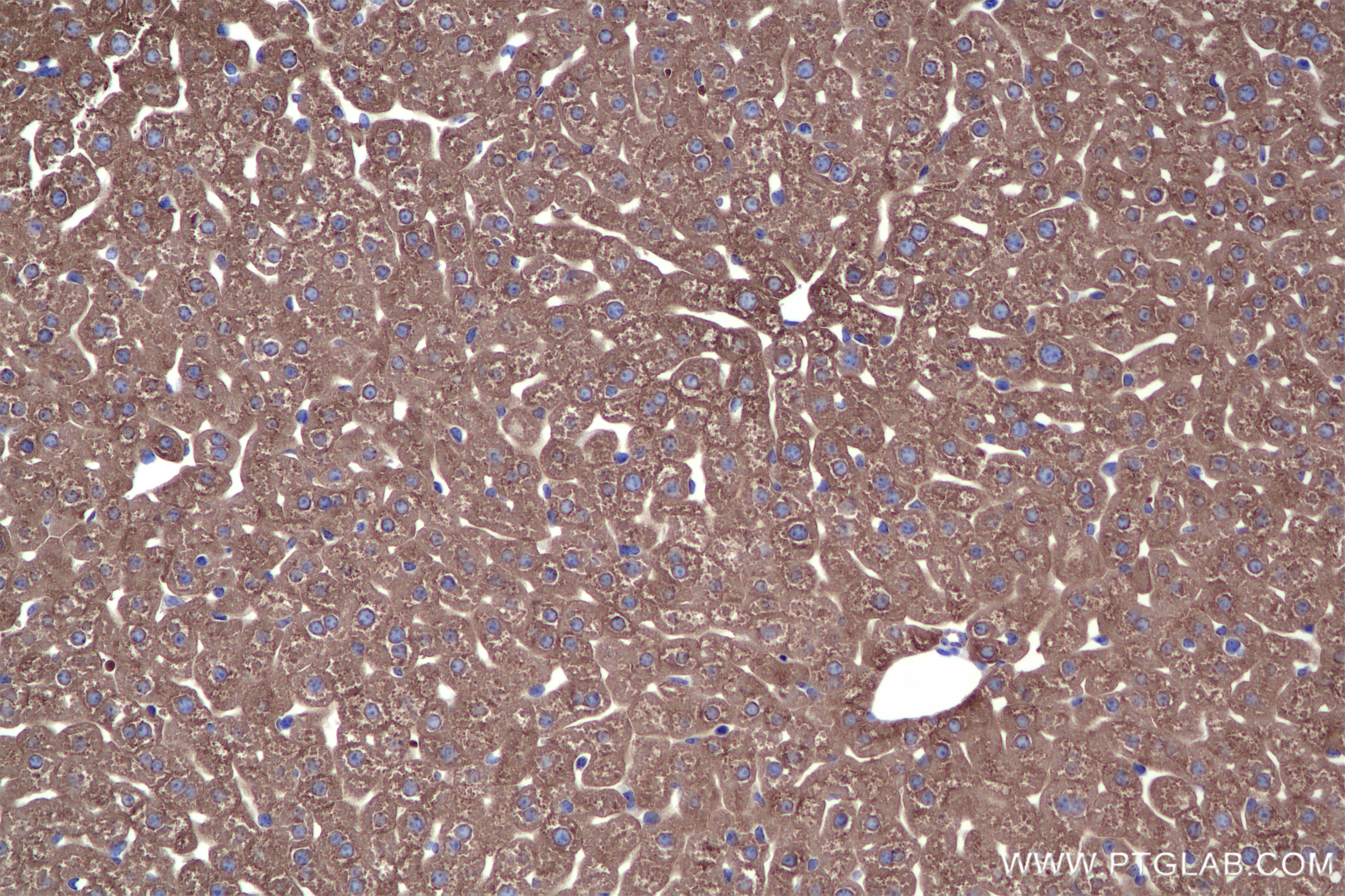 Immunohistochemical analysis of paraffin-embedded mouse liver tissue slide using 86231-2-RR (PAH antibody) at dilution of 1:600 (under 20x lens). Heat mediated antigen retrieval with Tris-EDTA buffer (pH 9.0). Immunohistochemistry (IHC) staining of mouse liver tissue using PAH Recombinant antibody (86231-2-RR)