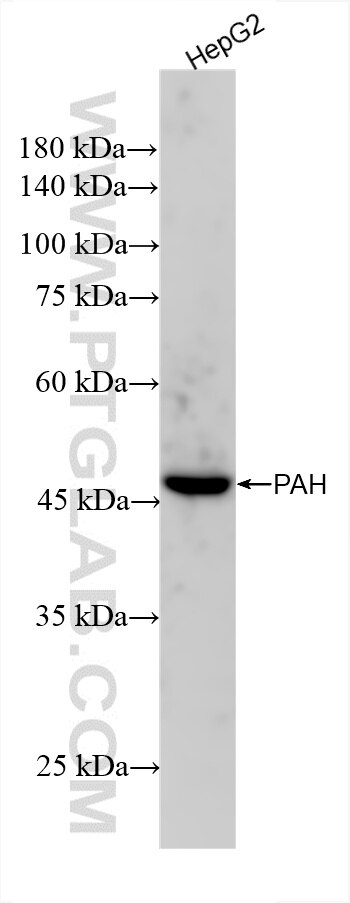 Western Blot (WB) analysis of HepG2 cells using PAH Recombinant antibody (86231-2-RR)