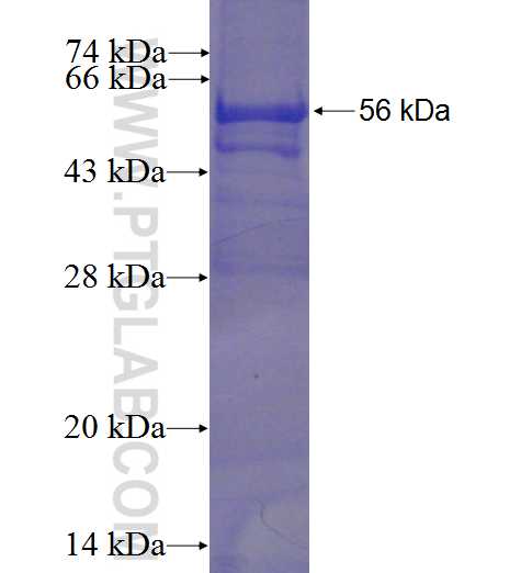 PAH fusion protein Ag9541 SDS-PAGE