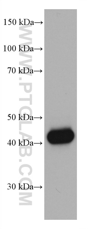 Western Blot (WB) analysis of HuH-7 cells using PAI-1 Monoclonal antibody (66261-1-Ig)