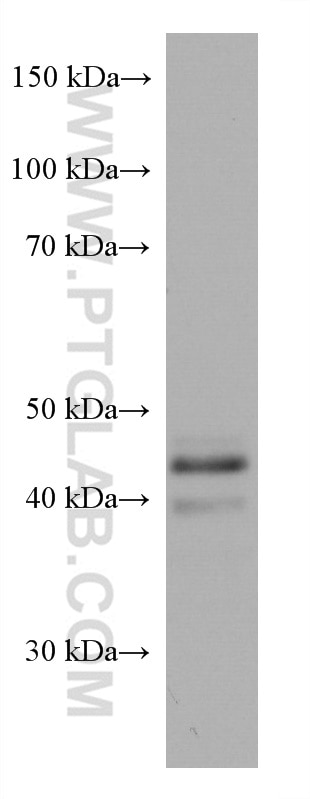Western Blot (WB) analysis of U-251 cells using PAI-1 Monoclonal antibody (66261-1-Ig)