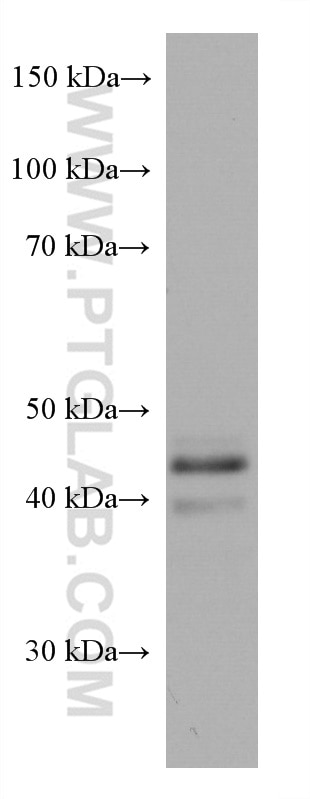 WB analysis of U-251 using 66261-1-Ig