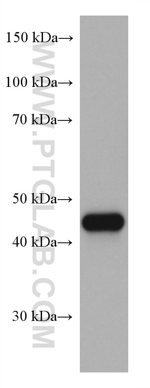 Western Blot (WB) analysis of human peripheral blood platelets using PAI-1 Monoclonal antibody (66261-1-Ig)