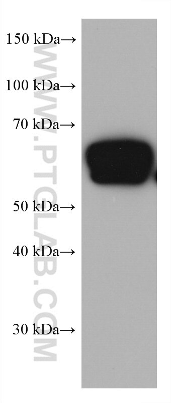 Western Blot (WB) analysis of rat liver tissue using PAI-1 Monoclonal antibody (66261-1-Ig)