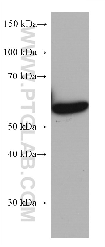 Western Blot (WB) analysis of mouse liver tissue using PAI-1 Monoclonal antibody (66261-1-Ig)