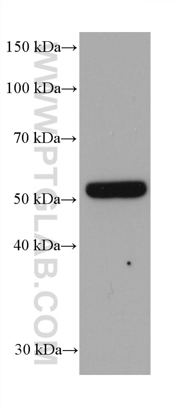 Western Blot (WB) analysis of pig liver tissue using PAI-1 Monoclonal antibody (66261-1-Ig)