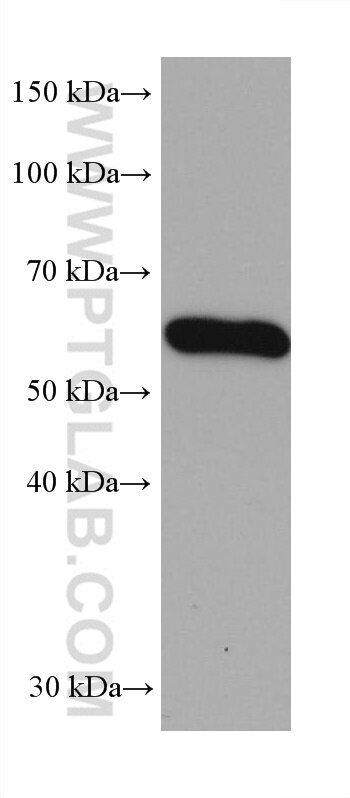 Western Blot (WB) analysis of rat liver tissue using PAI-1 Monoclonal antibody (66261-1-Ig)