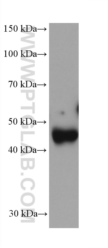 Western Blot (WB) analysis of pig serum using PAI-1 Monoclonal antibody (66261-1-Ig)
