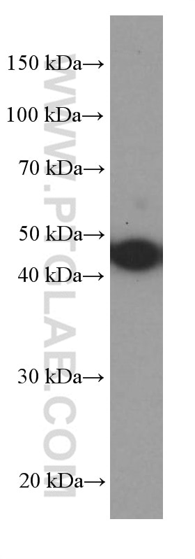 Western Blot (WB) analysis of SH-SY5Y cells using PAI-1 Monoclonal antibody (66261-1-Ig)