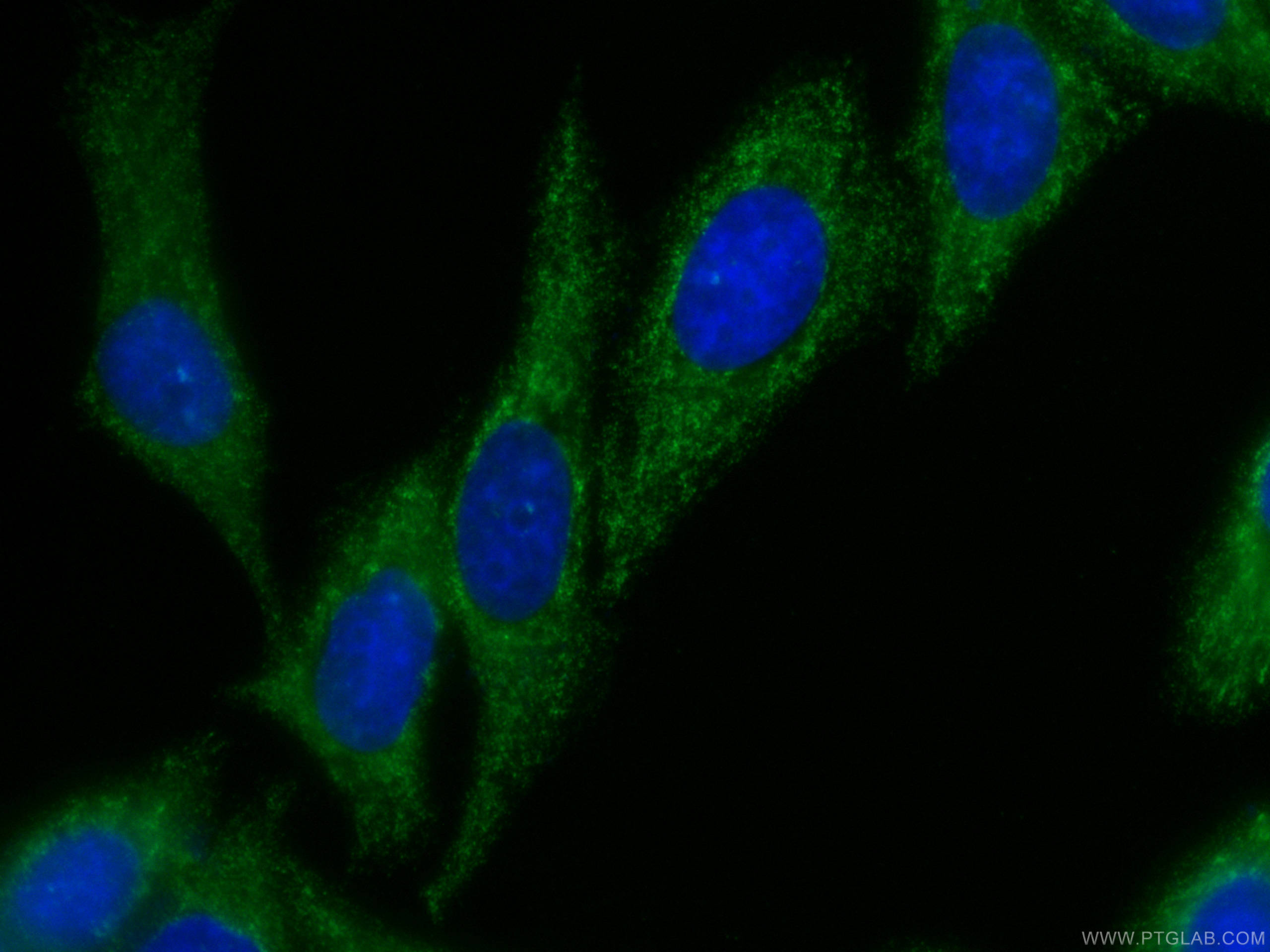 Immunofluorescence (IF) / fluorescent staining of HepG2 cells using CoraLite®488-conjugated PAI-1 Monoclonal antibody (CL488-66261)