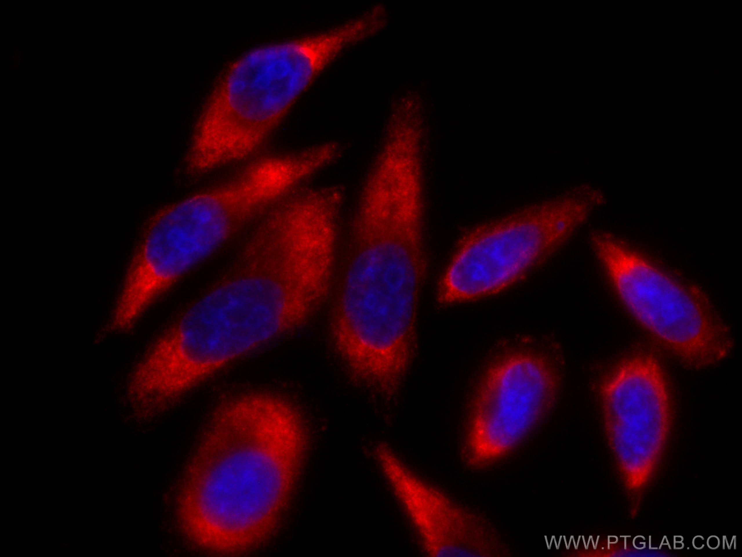 Immunofluorescence (IF) / fluorescent staining of HepG2 cells using CoraLite®594-conjugated PAI-1 Monoclonal antibody (CL594-66261)