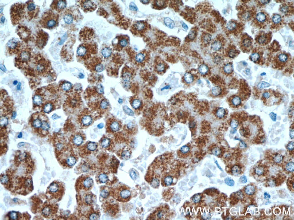 PAICS Polyclonal antibody