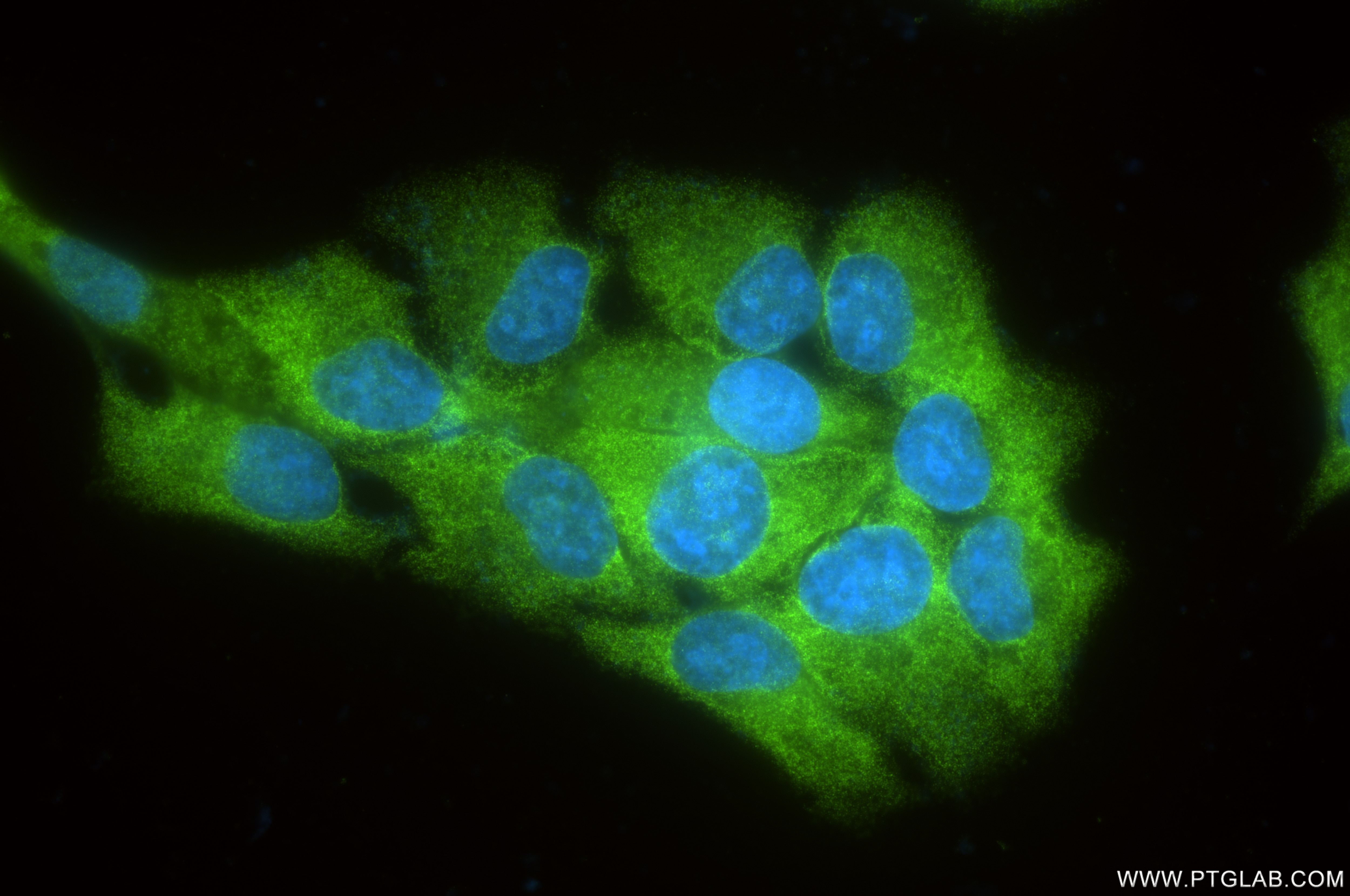 Immunofluorescence (IF) / fluorescent staining of HepG2 cells using PAICS Recombinant antibody (86255-2-RR)