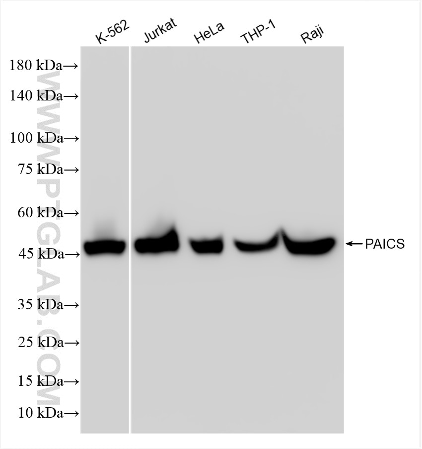 Western Blot (WB) analysis of various lysates using PAICS Recombinant antibody (86255-2-RR)
