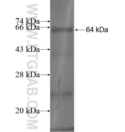 PAICS fusion protein Ag3621 SDS-PAGE