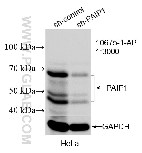 Western Blot (WB) analysis of HeLa cells using PAIP1 Polyclonal antibody (10675-1-AP)