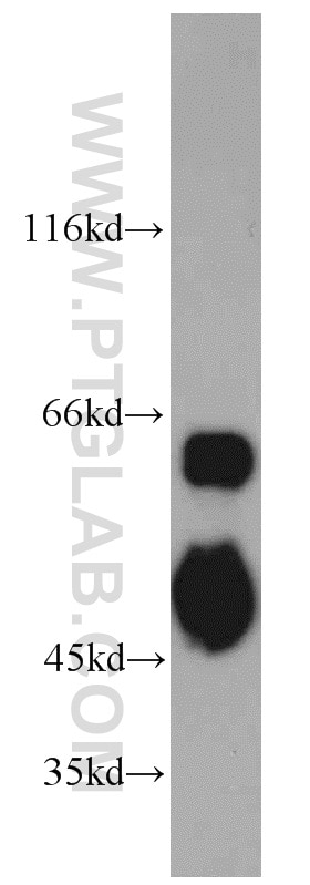 Western Blot (WB) analysis of BxPC-3 cells using PAIP1 Polyclonal antibody (10675-1-AP)