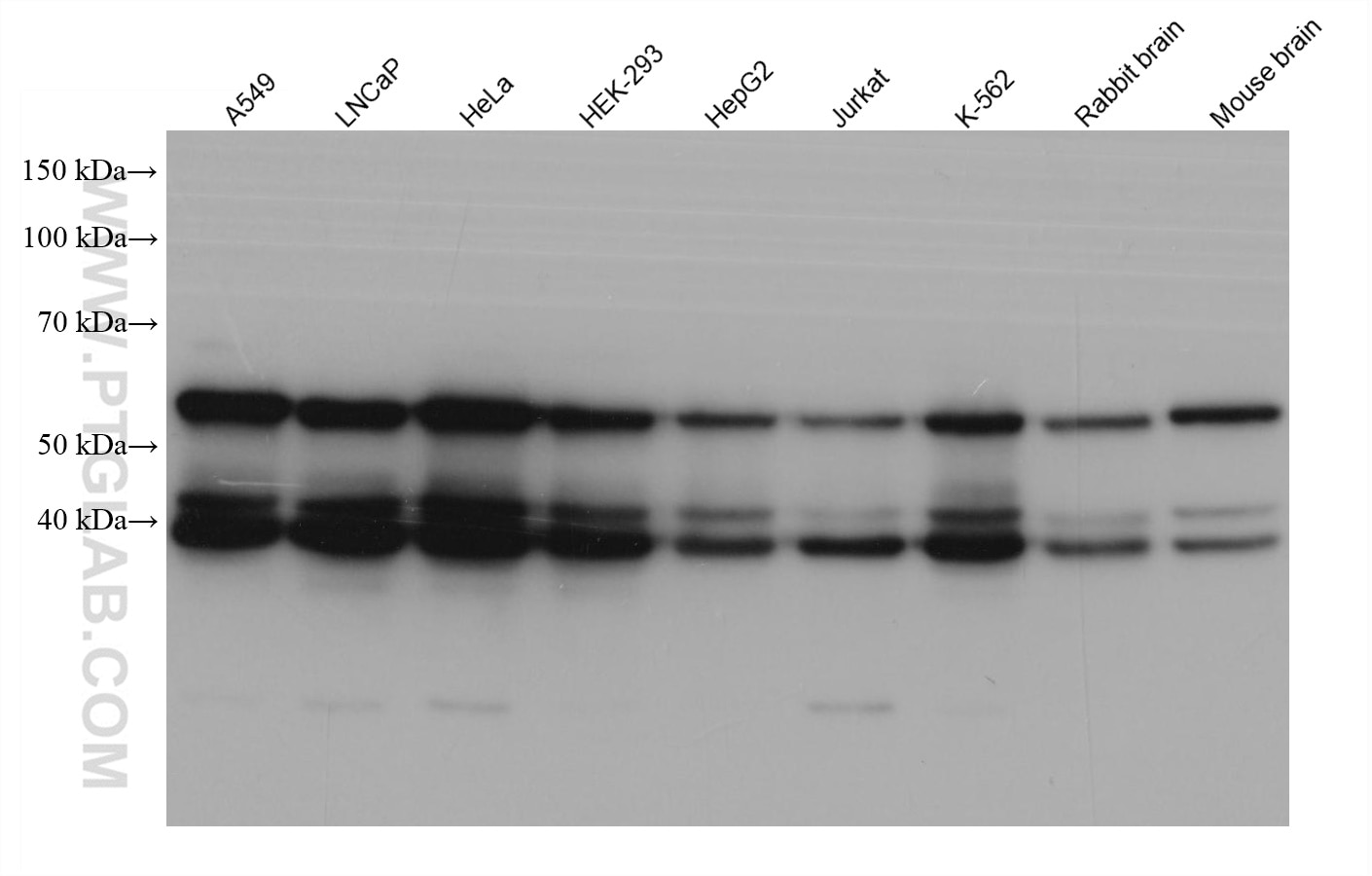 Western Blot (WB) analysis of various lysates using PAIP1 Monoclonal antibody (68042-1-Ig)