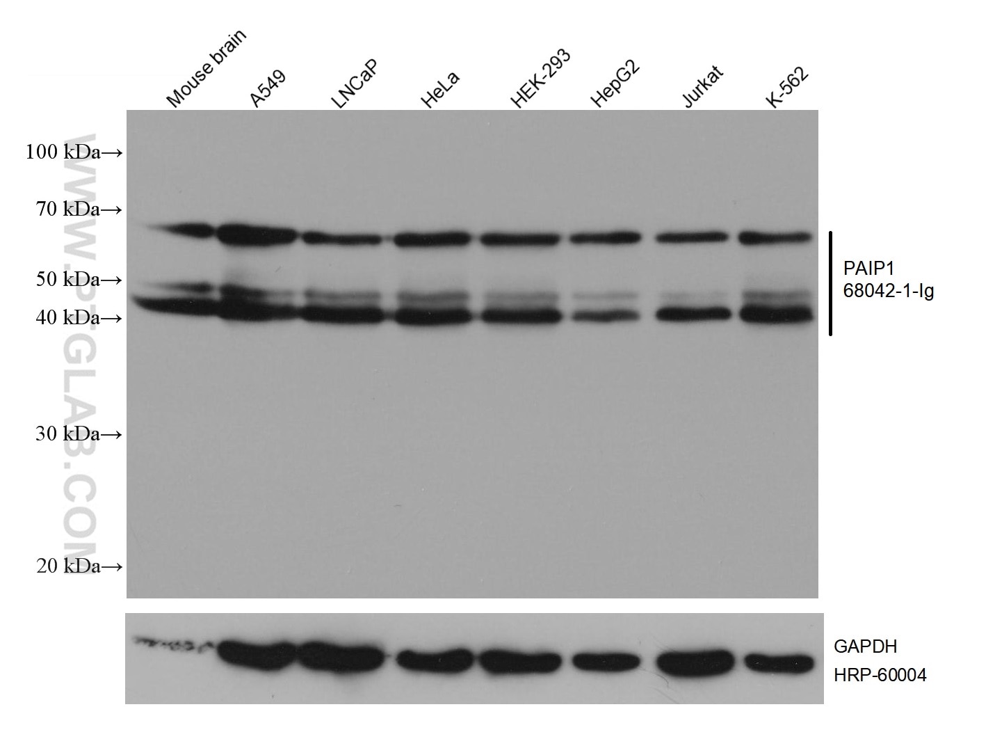 Western Blot (WB) analysis of various lysates using PAIP1 Monoclonal antibody (68042-1-Ig)