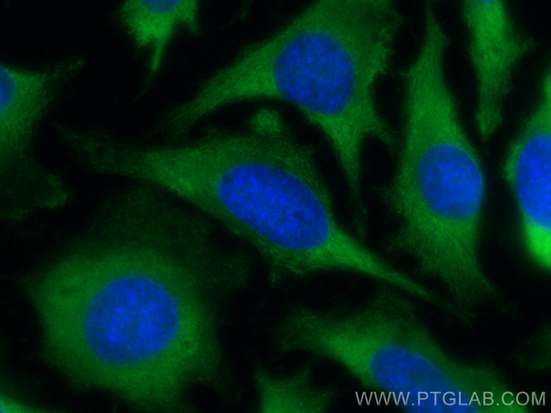 Immunofluorescence (IF) / fluorescent staining of HeLa cells using CoraLite® Plus 488-conjugated PAIP1 Monoclonal ant (CL488-68042)