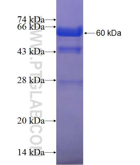PAIP1 fusion protein Ag1070 SDS-PAGE