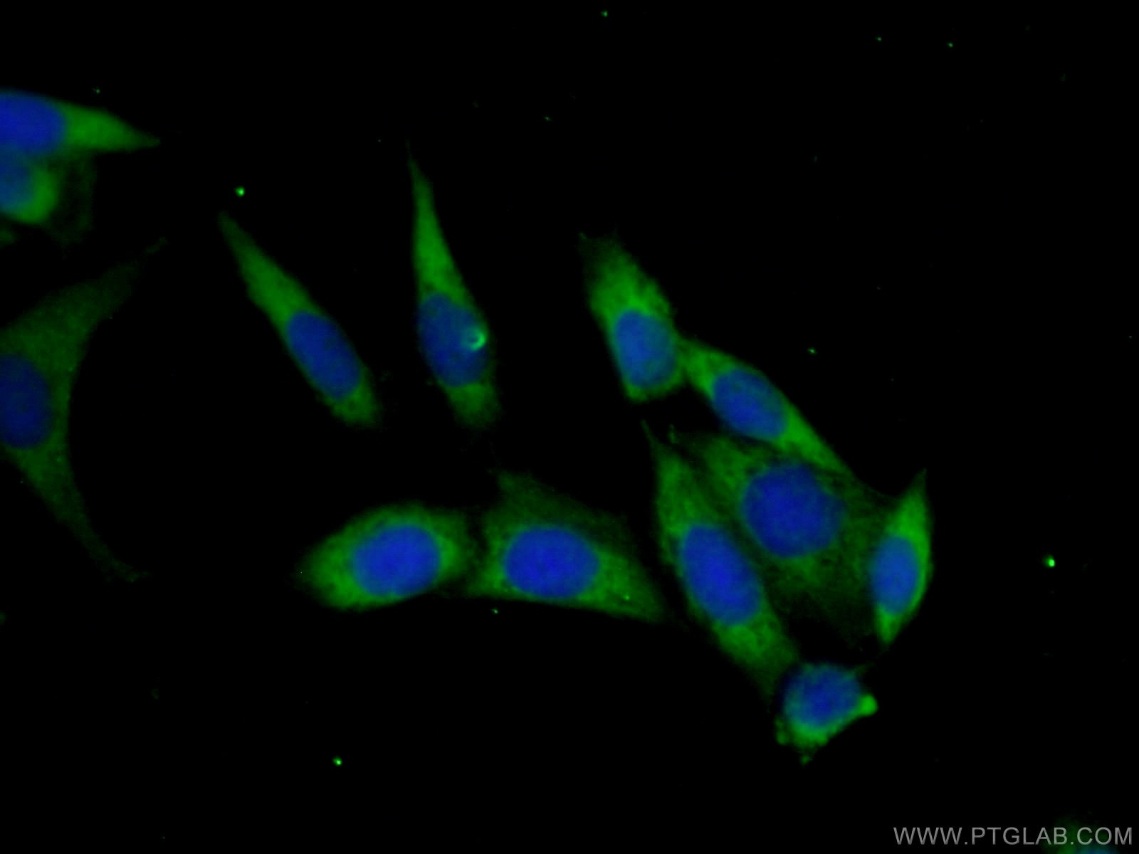 Immunofluorescence (IF) / fluorescent staining of HeLa cells using PAIP2 Polyclonal antibody (15583-1-AP)