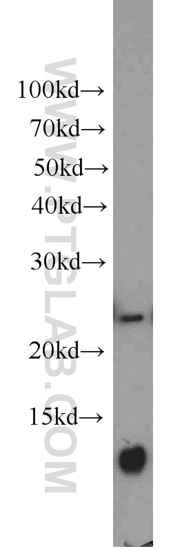 Western Blot (WB) analysis of Jurkat cells using PAIP2 Polyclonal antibody (15583-1-AP)