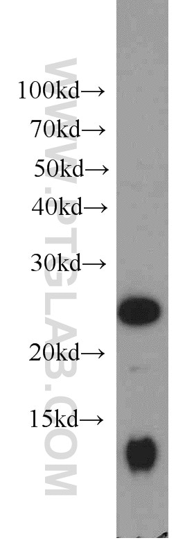 Western Blot (WB) analysis of Jurkat cells using PAIP2 Polyclonal antibody (15583-1-AP)