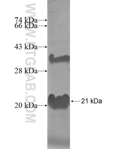 PAIP2 fusion protein Ag7119 SDS-PAGE