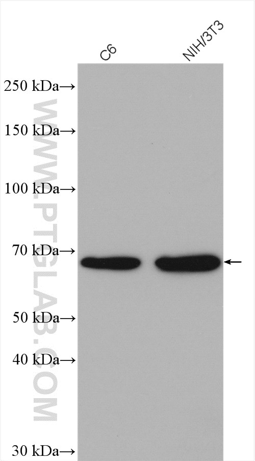 Western Blot (WB) analysis of various lysates using PAK1 Polyclonal antibody (21401-1-AP)