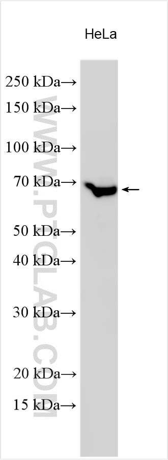 Western Blot (WB) analysis of various lysates using PAK4 Polyclonal antibody (14685-1-AP)