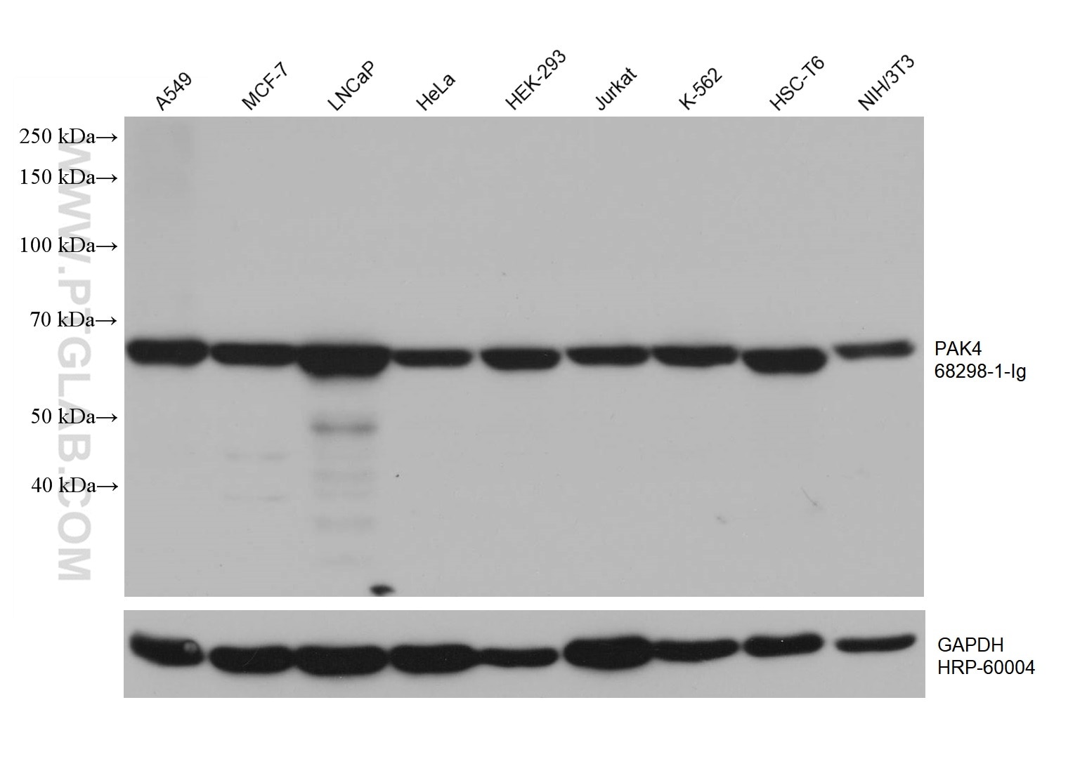 Western Blot (WB) analysis of various lysates using PAK4 Monoclonal antibody (68298-1-Ig)