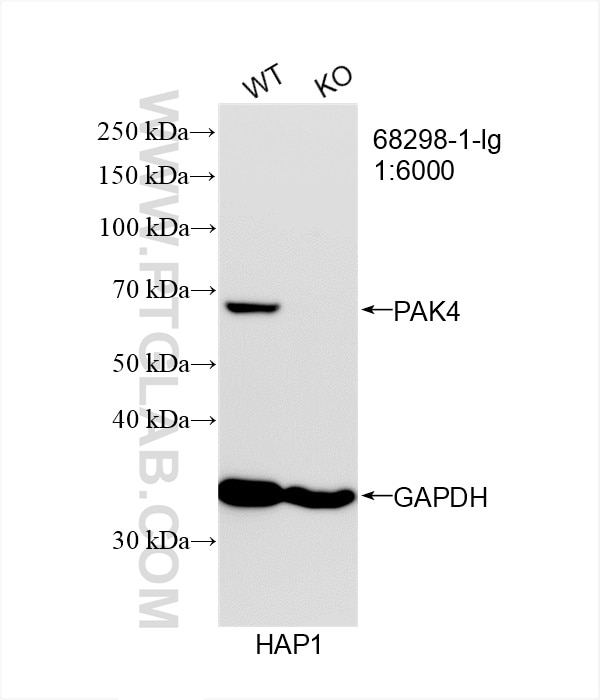 WB analysis of HAP1 using 68298-1-Ig Western Blot (WB) analysis of HAP1 cells using PAK4 Monoclonal antibody (68298-1-Ig)
