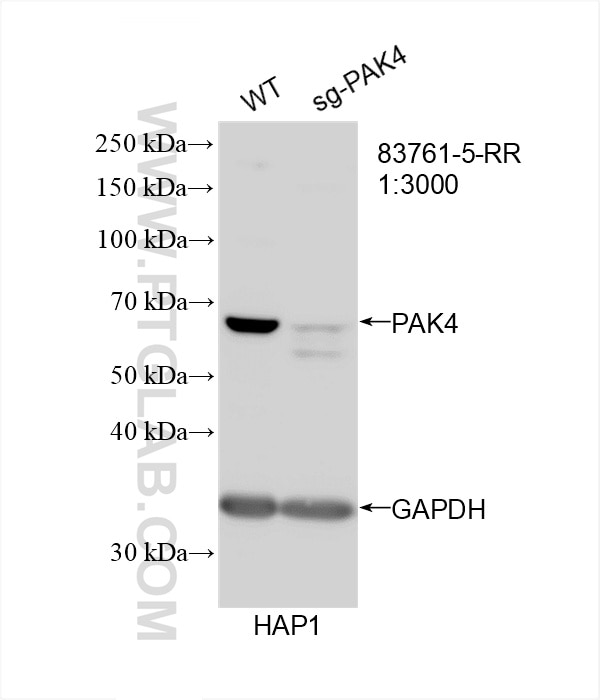 Western Blot (WB) analysis of HAP1 cells using PAK4 Recombinant antibody (83761-5-RR)