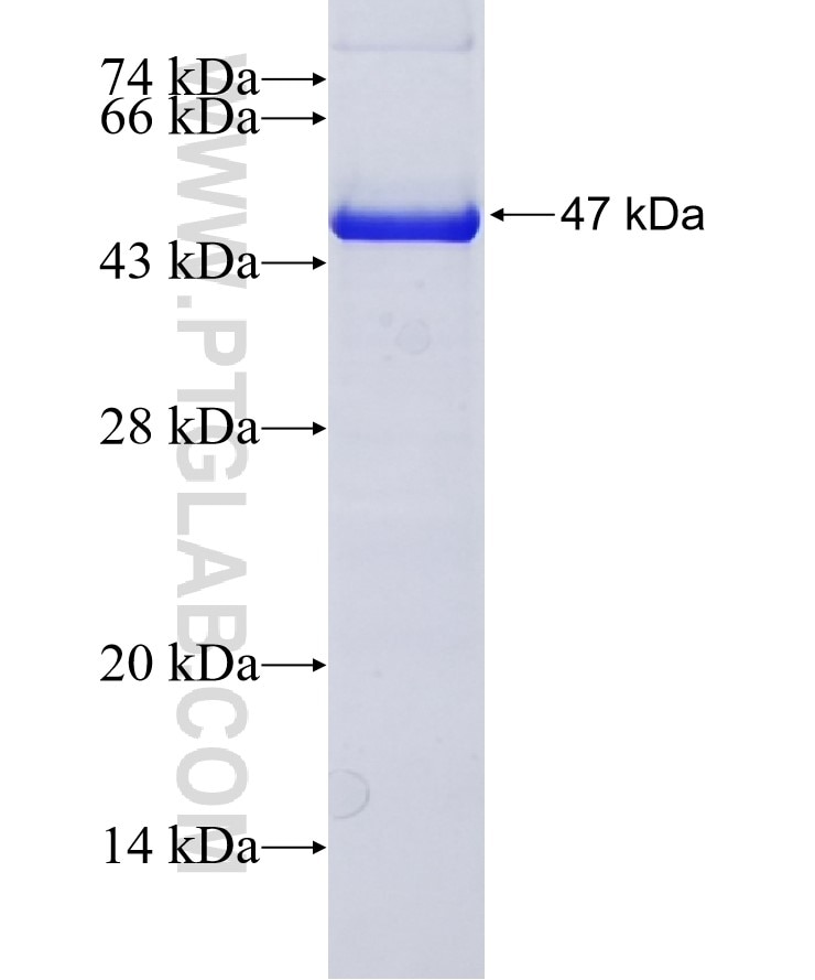 PAK4 fusion protein Ag6364 SDS-PAGE
