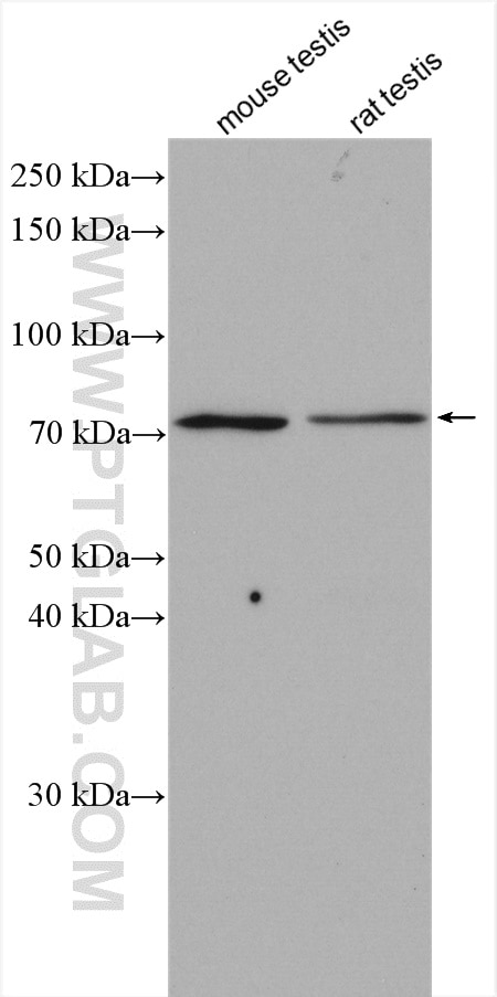 Western Blot (WB) analysis of various lysates using PAK6 Polyclonal antibody (13539-1-AP)